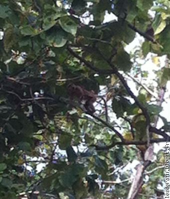 Plein de singes dans les arbres sur la route