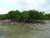 La Mangrove